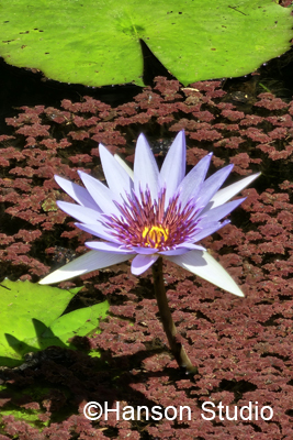 Tropical Waterlily with Red Fairy Moss